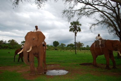 Elephants_Trainers_2_ElephantRiding_Activities_StanleyLivingstone